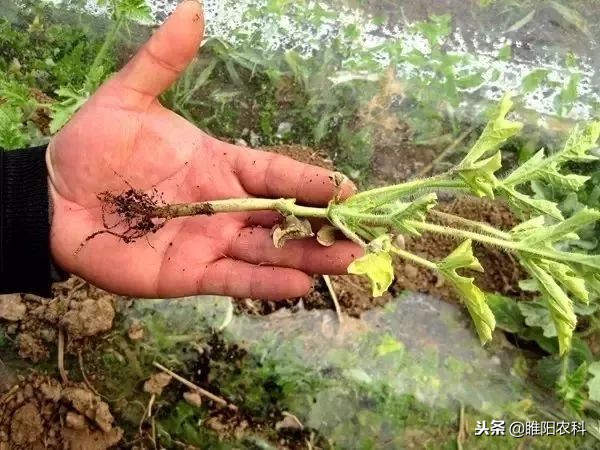 瓜苗因受药害迟迟不长怎么办,瓜苗受寒不长怎么办呢