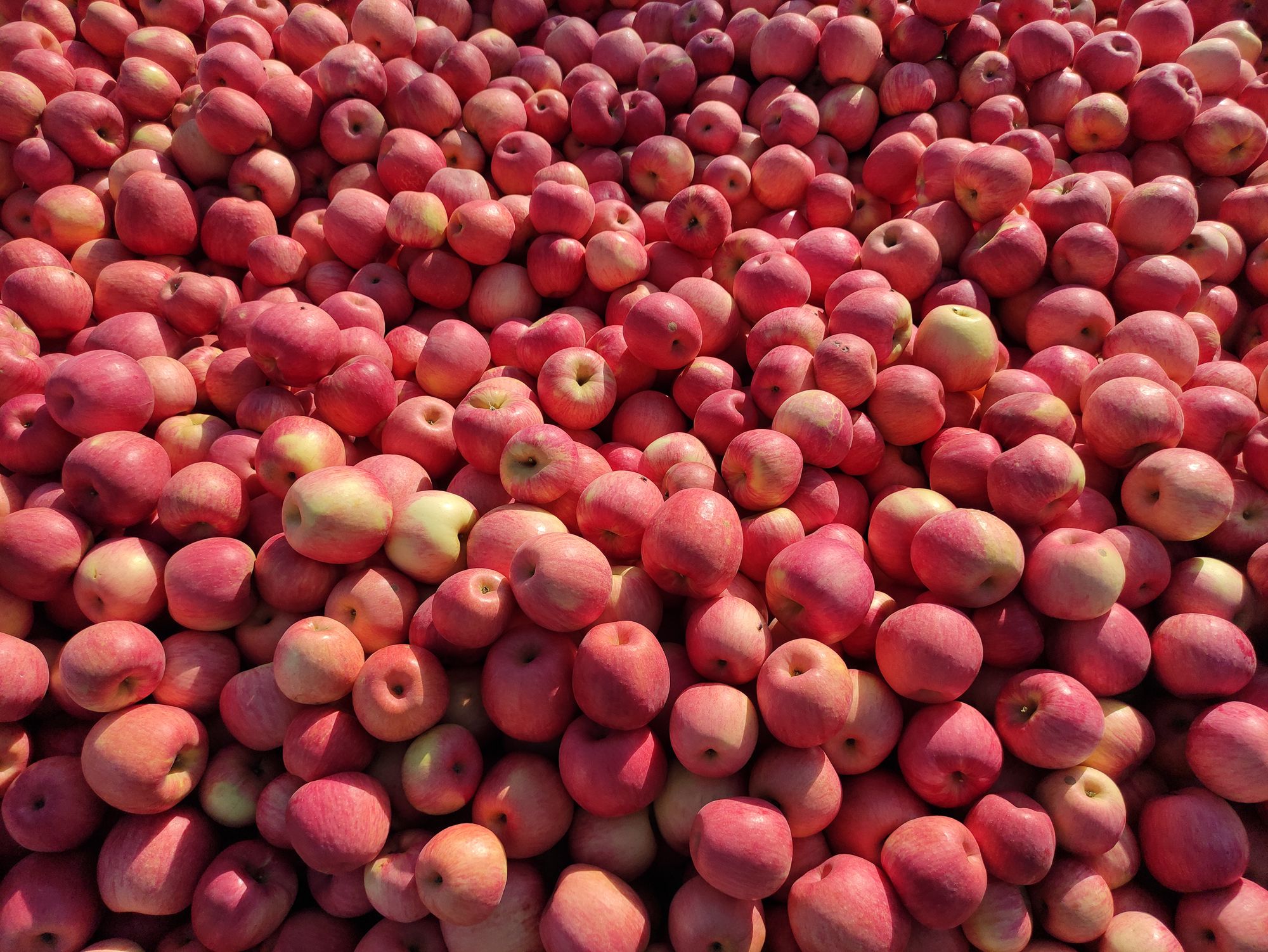 欣赏年画、邂逅大海、闲逛宜家，将生活过成诗与远方