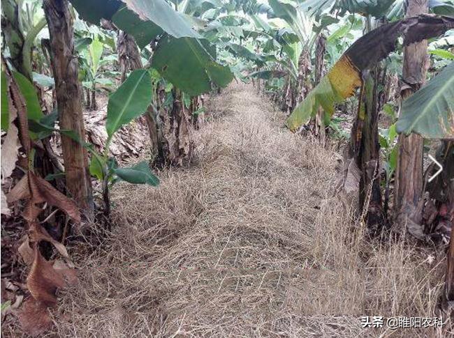 草甘膦除草剂对有水的杂草有效么,草甘膦高效除草剂