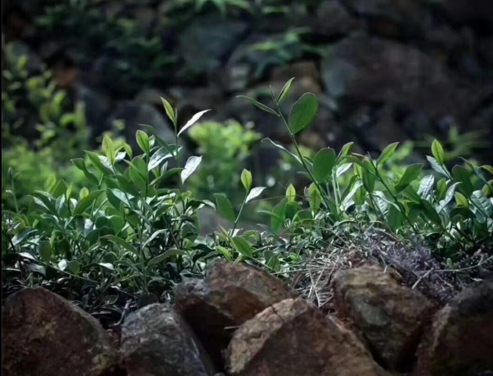 铁观音茶叶如何选购,如何正确挑选铁观音茶叶