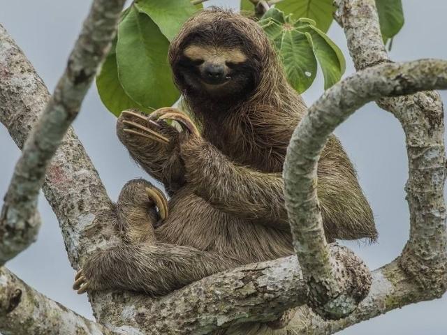 亚马逊雨林是世界上最大的雨林,亚马逊热带雨林最大的生物