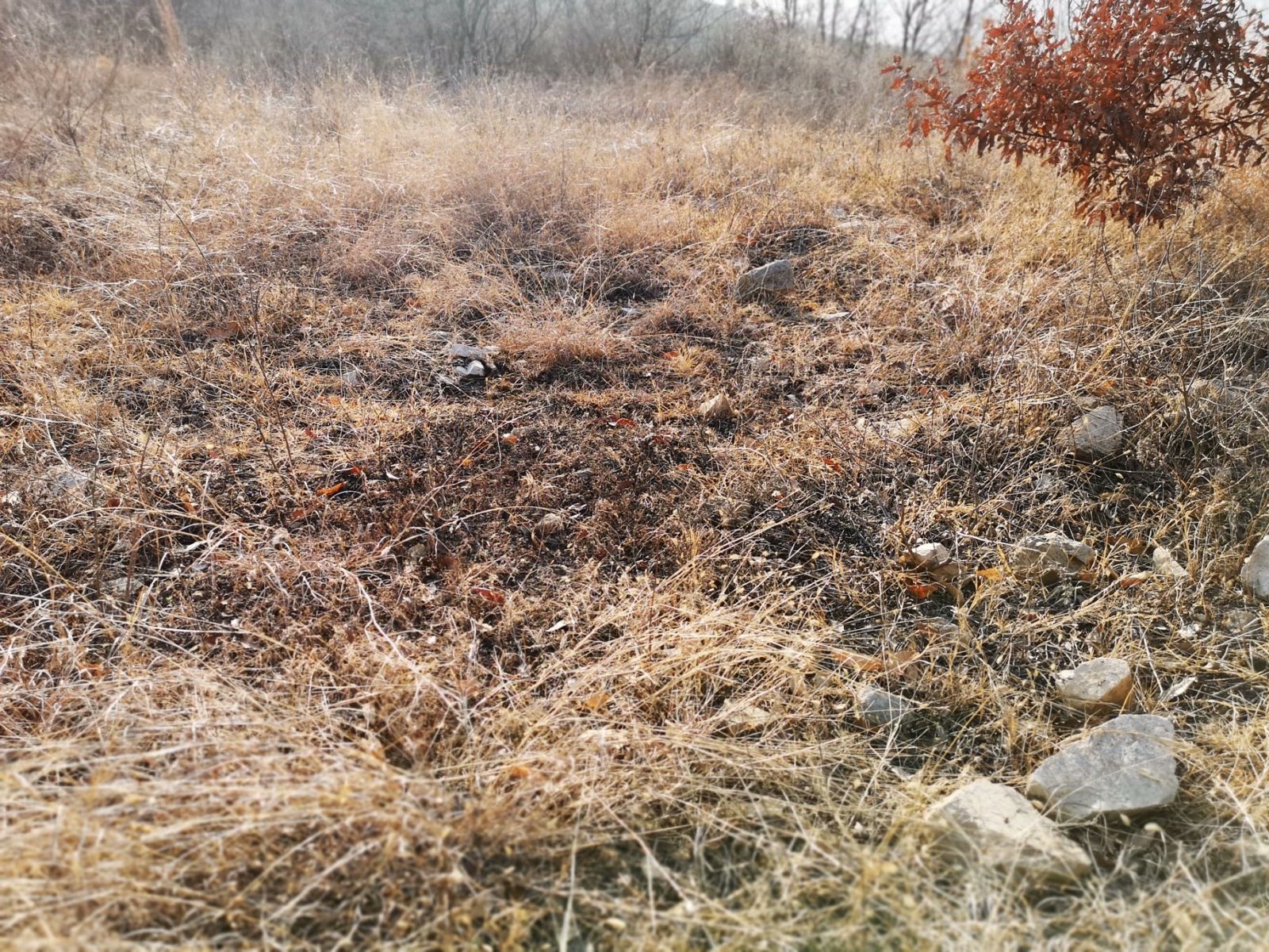 摩托周边旮旯游——探访蚌埠李楼鲁山寺遗址（上）