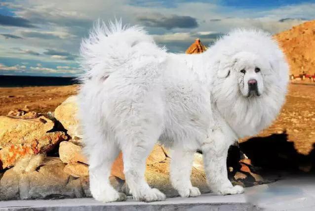 45种狗狗,45种狗狗很难得一见你认识几种