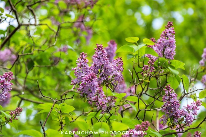 加拿大小众旅游目的地,加拿大纽芬兰自驾旅游