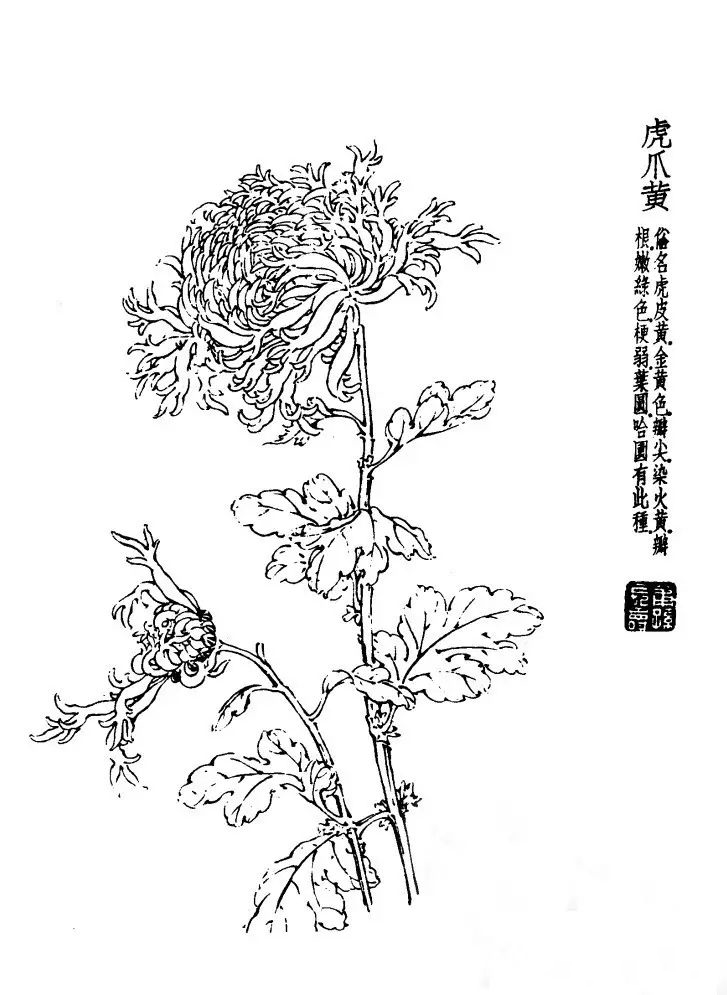 菊花白描基础花瓣的画法,白描菊花用笔