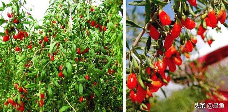 正宗中宁枸杞500g价格多少钱,正宗的中宁枸杞是什么样子