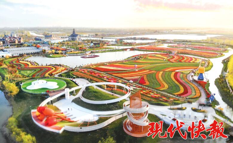 荷兰花海万众瞩目,荷兰花海阳光明媚