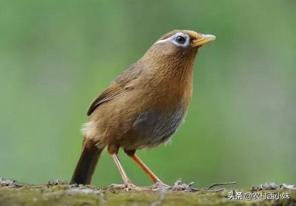 画眉鸟雏鸟15天可以直接喂饲料吗,画眉鸟饲料存放在冷冻箱里可以吗