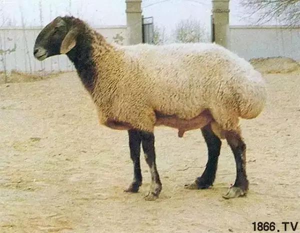 最厉害的10种羊,最好的种羊是什么品种呢