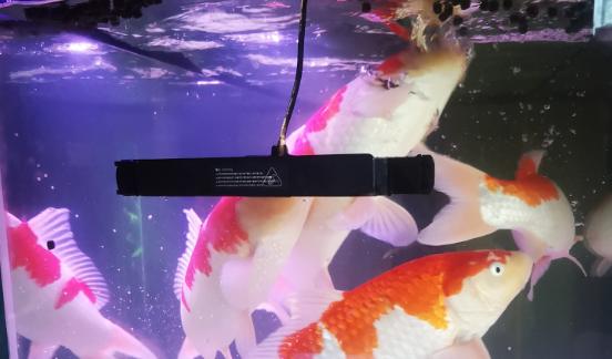 观赏鱼预防疾病用什么药,观赏鱼升温有什么用