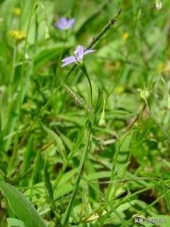 农村比较常见的中草药,农村不可碰的十种草药