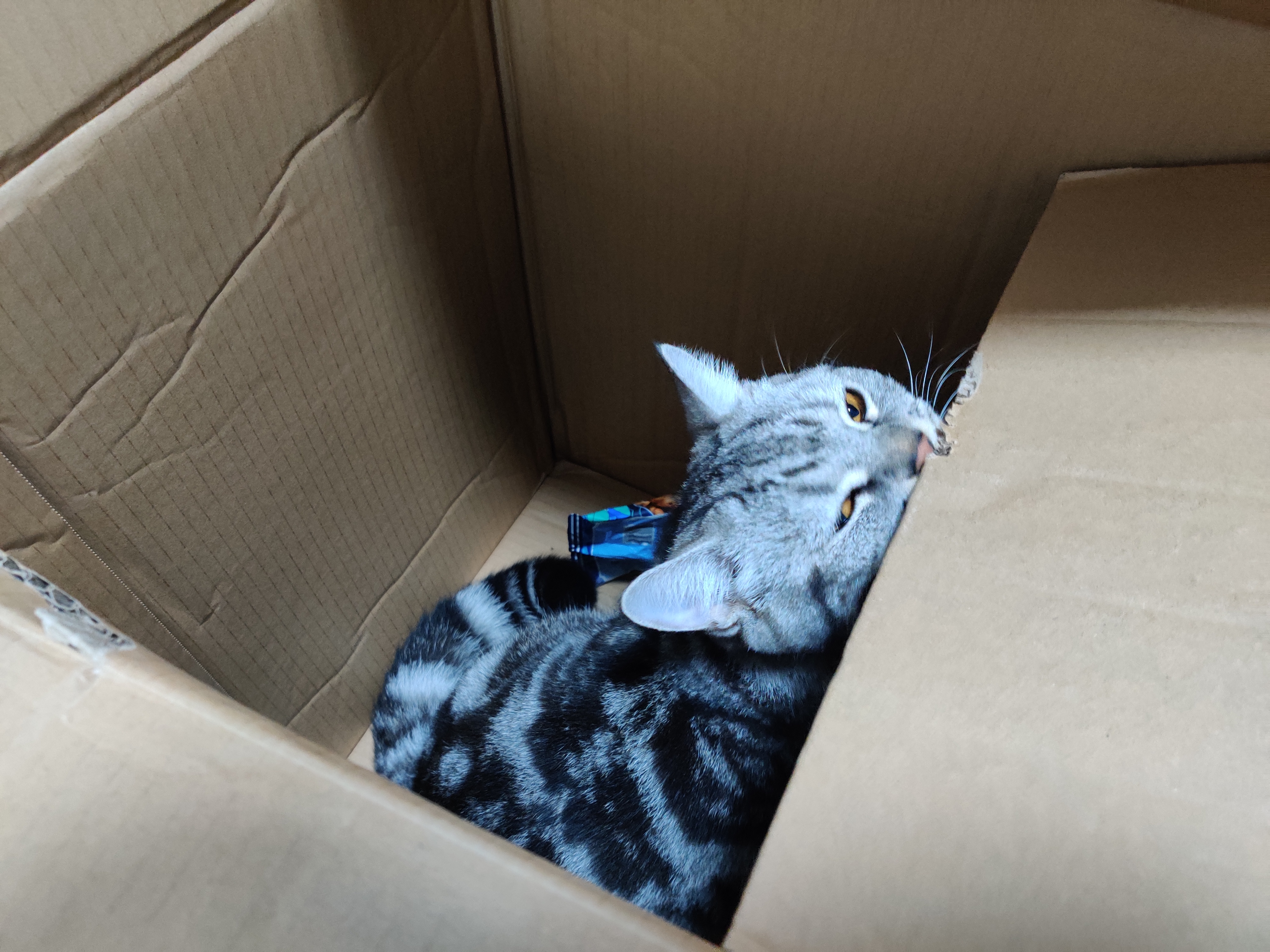 怎么从失去宠物中走出来,宠物死后很伤心怎样走出悲伤