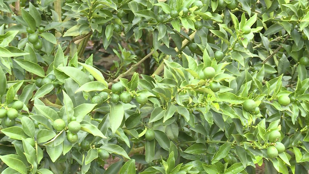 【阳朔人阳朔事】村里的“大个子”书记,乡亲们的好“亲戚”