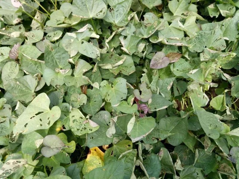 红薯叶长虫怎么处理,红薯卷叶怎么办