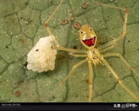 罕见动物60种大开眼界,十种罕见动物