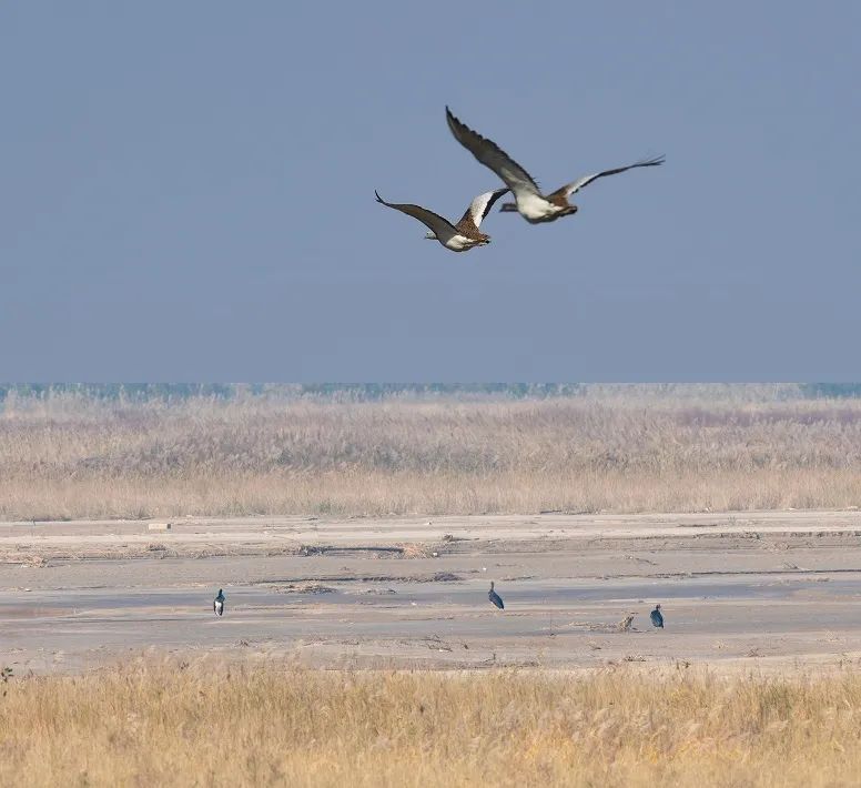 狗獾咬死平头哥,狗獾到底有多可怕