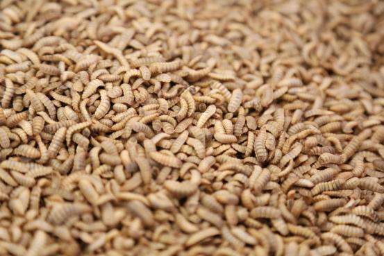 科普|资源昆虫在乡村振兴中的应用