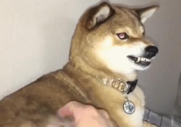 狗狗的几种类型,狗狗的性格会越来越像主人