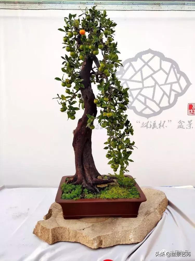 天生好养的36种盆景植物,什么植物盆景适合屋内养