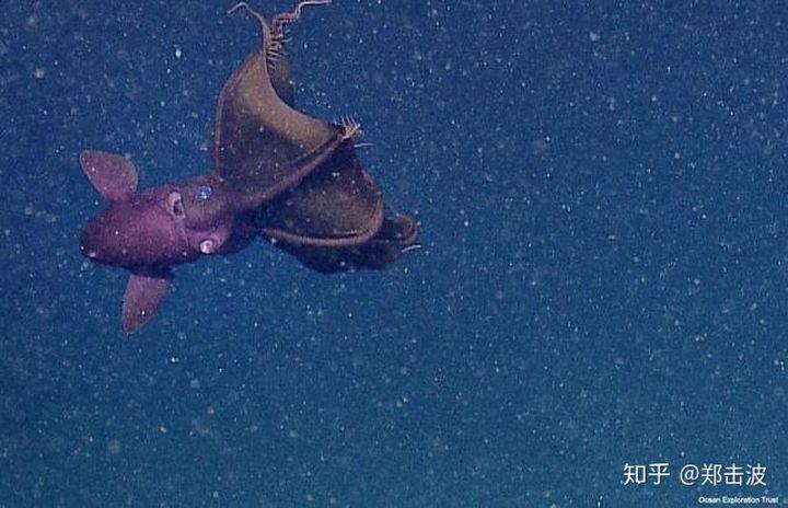 拿恐龙肉反驳石油生成理论，实在太民科了|科技袁人