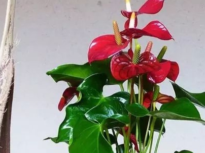 高中英语单词必背3500词快速背,熟背高中英语单词必背3500词