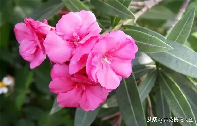 常见小区绿化100种植物图片,常见的水生植物有哪些种