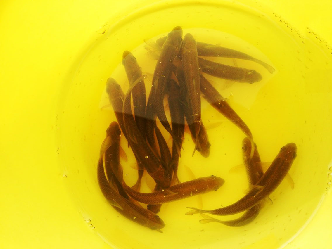 野生赤鳞鱼特征与分布,泰山赤鳞鱼在别的地方也有吗