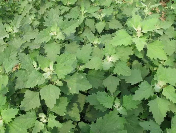 农村随处可见的几种野生中草药,教你认识那些路边的野生中草药