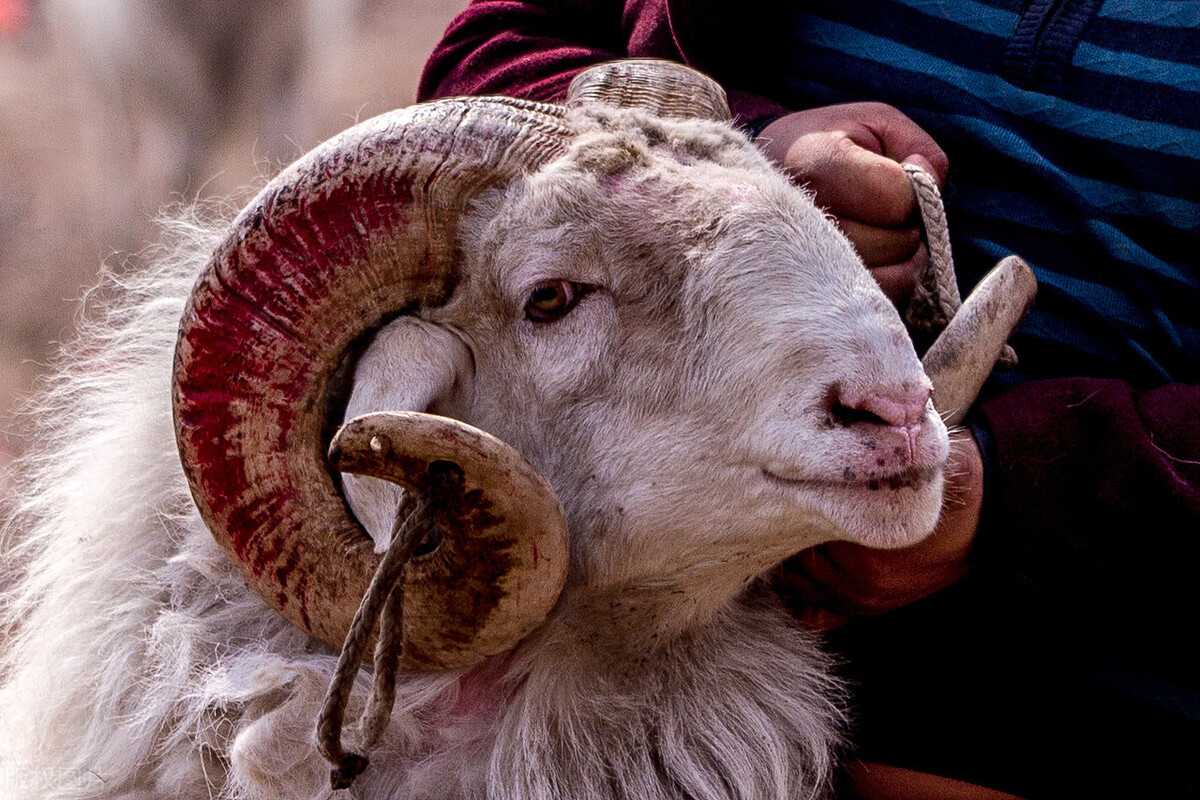 凶悍公羊顶撞幼童，小羊羔欲施救，网友直呼可以吃“清炖羊肉”了