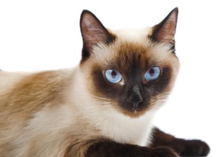 新手养猫可以养暹罗猫吗,养猫新手指南暹罗猫