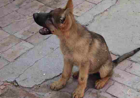 德牧对主人低吼说明什么,德牧对陌生人态度