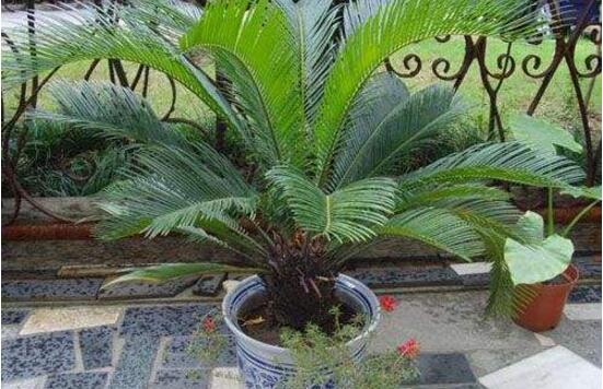 铁树怎么养长枝条,铁树怎么养殖才能养好