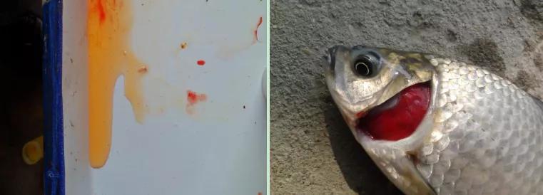 鲫鱼大红鳃、鳃出血与细菌性败血症的防控方案