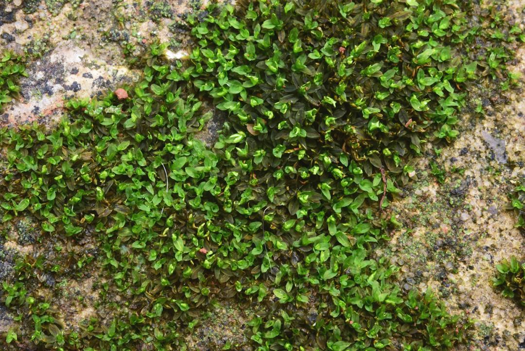 吃毒菇、睡蛇窝，只为挖一堆草，这个重庆博士要做当代神农