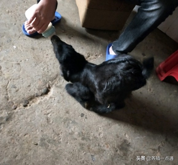 养羊创业代养模式,在农村养羊如何年入百万