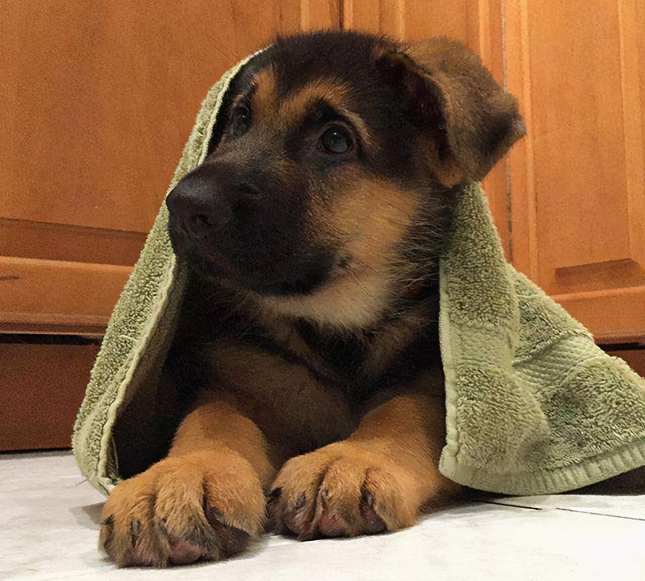 德牧小时候耳朵是不是竖起来的,德牧是最帅的狗