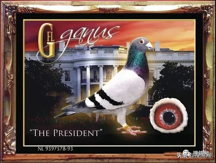 传奇后代,甘纳斯金马斯顿图片