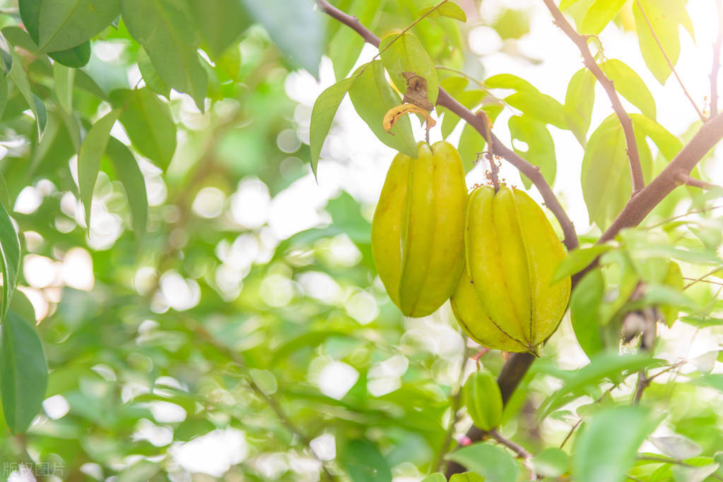 杨桃是热性还是凉性水果,杨桃是凉性还是热性水果