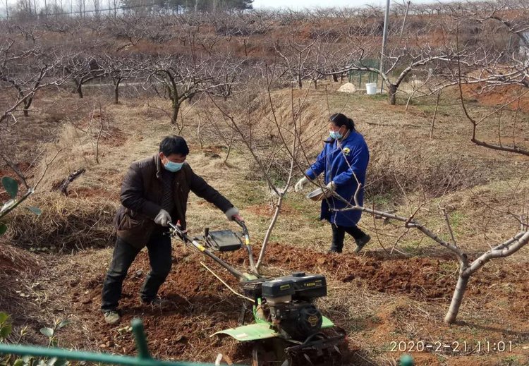 桃园里欢声笑语,桃林深处笑声多原唱