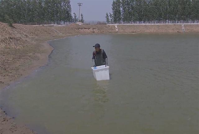 大棚养殖老鳖,大棚养鳖技术