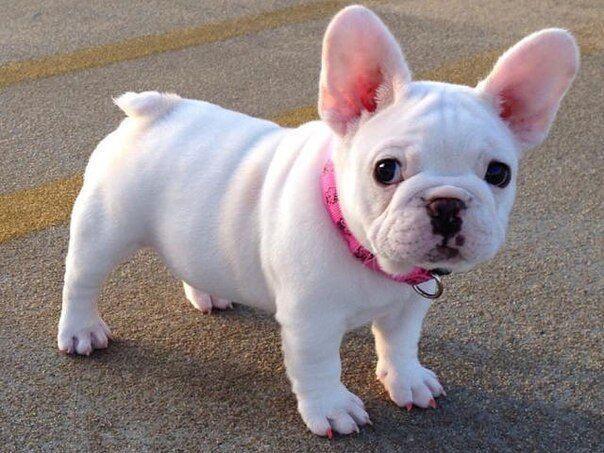 法国斗牛犬性格特点与优缺点,法国斗牛犬优缺点及适合人群