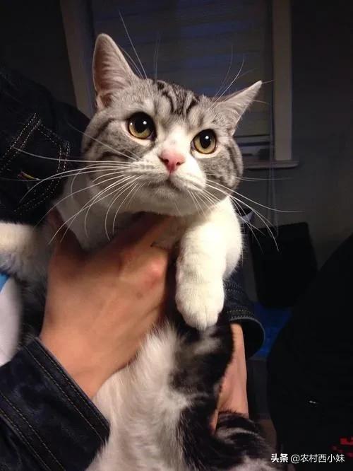 新手宠物主该如何跟猫咪交流，不要再瞎叫唤了，他们真的听不懂！