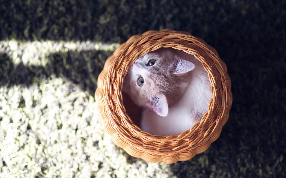 猫包有必要买侧开门的嘛,猫包是必备吗