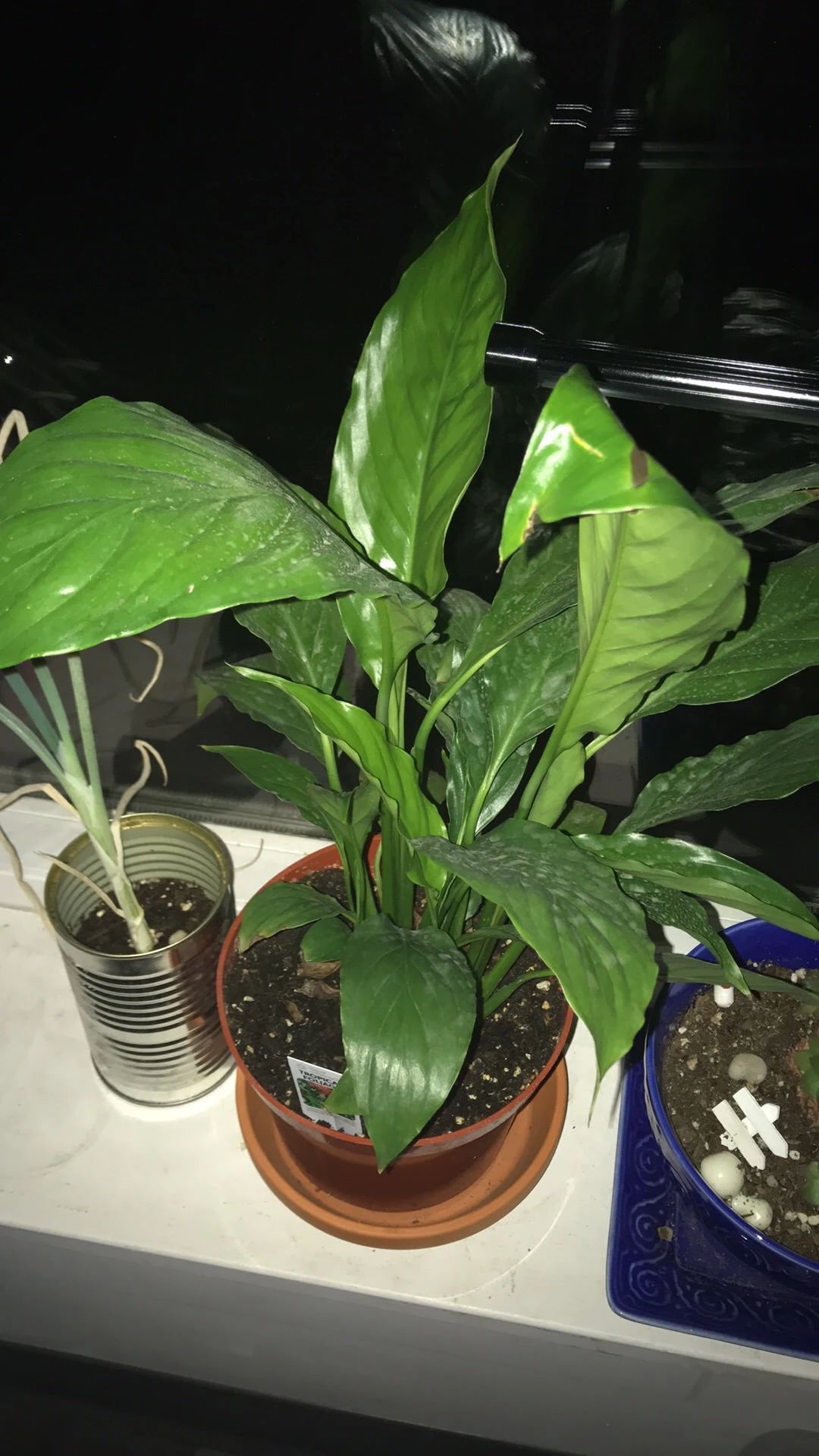 盆栽植物有白色絮状物怎么治,不容易生病虫害的室内植物