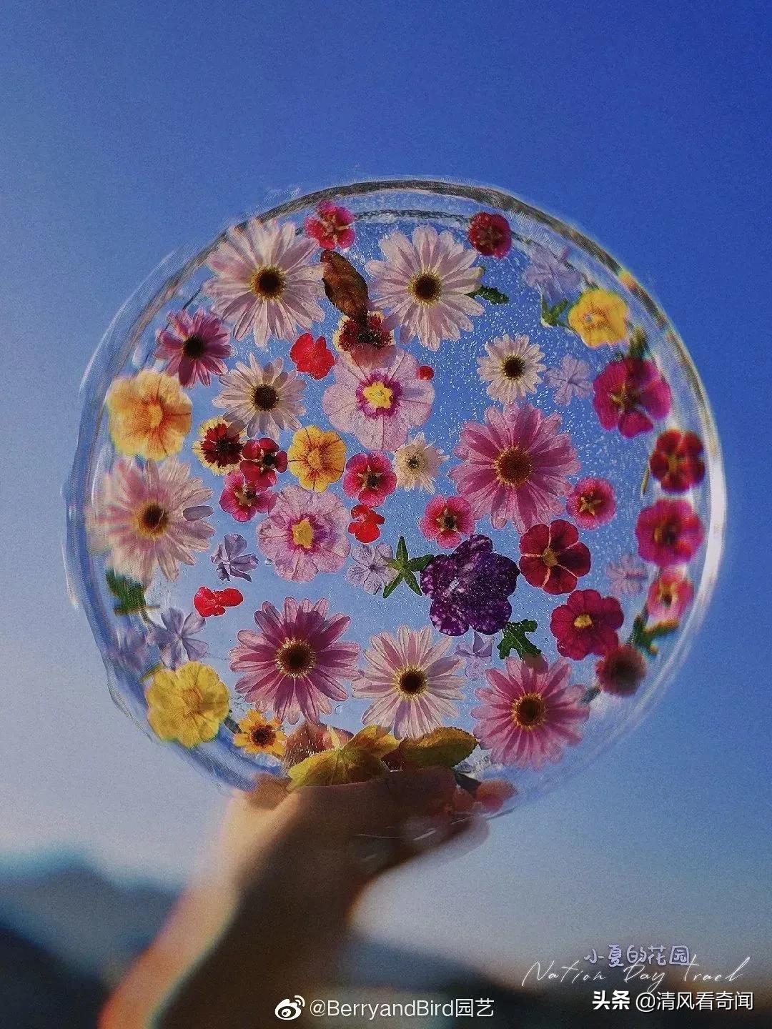 冻冰花美篇,冻冰花的美篇