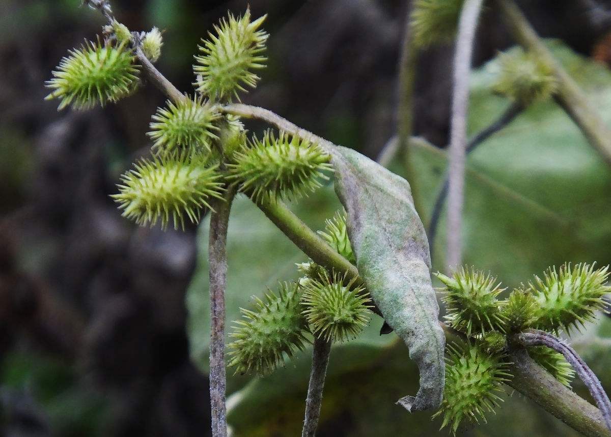 小时候玩过扎钉子吗,小时候都玩过弹力球吧