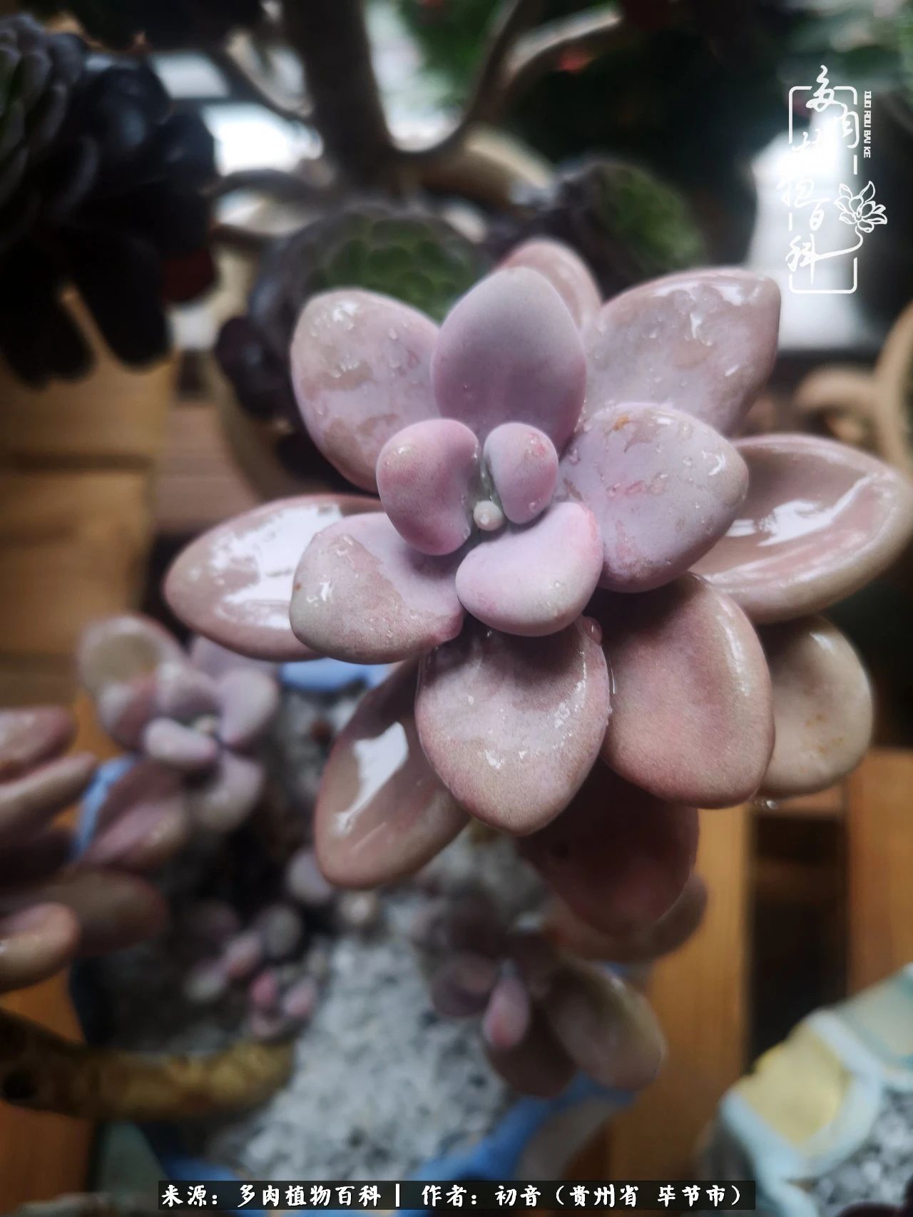 和多肉共度美好时光,与多肉一起成长