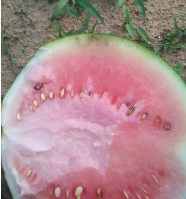 西瓜阴皮病防治特效药,西瓜青皮病用什么药