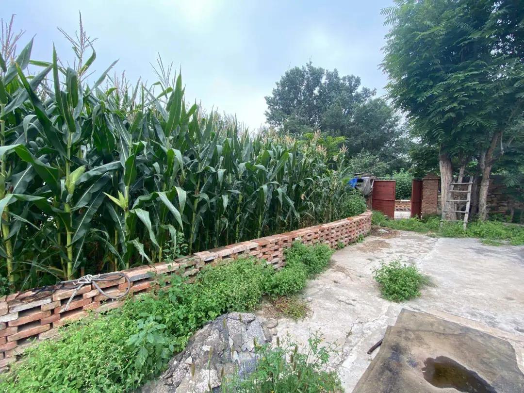 有人说北京农村院子年租金太高，5户农民网上出租院子揭价格真相