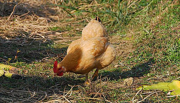 一招教您判断腺肌胃炎,绝对靠谱的腺肌胃炎防控方案